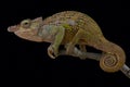 BÃÂ¶hmeÃ¢â¬â¢s Two-horned Chameleon, Kinyongia boehmei Royalty Free Stock Photo
